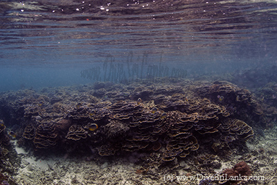 Cabbage Coral Reef Pigeon Island